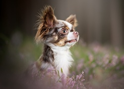 Chihuahua długowłosa we wrzosach