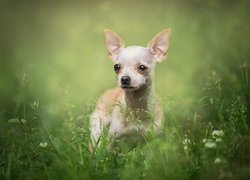 Pies, Chihuahua krótkowłosa, Trawa