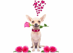 Chihuahua krótkowłosa z różą w pyszczku i serduszkami nad głową