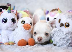 Pies, Chihuahua, Maskotki, Pluszaki