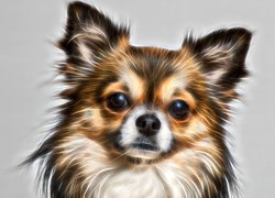 Pies, Chihuahua, Mordka, Fractalius, Szare, Tło