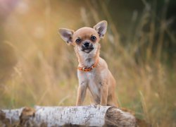 Chihuahua w pomarańczowej obroży