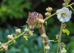 Chipmunk, Gałązka, Kwiat, Malwa