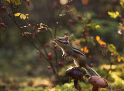 Pręgowiec, Chipmunk, Grzyby, Gałązki