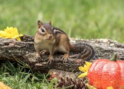 Chipmunk na konarze obok dyni na trawie