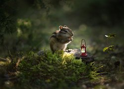 Pręgowiec, Chipmunk, Lampka naftowa, Kamienie, Mech, Światło