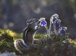 Pręgowiec, Chipmunk, Kwiaty, Sasanki, Światło