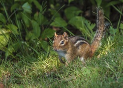 Wiewiórka, Chipmunk, Trawa, Rośliny