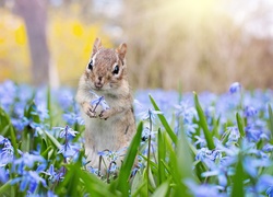 Chipmunk wśród cebulic syberyjskich