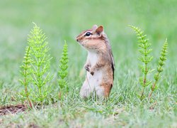 Chipmunk, Pręgowiec, Skrzyp polny