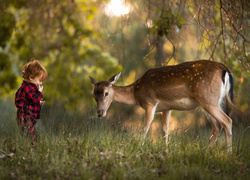 Chłopczyk i samica daniela na leśnej polanie