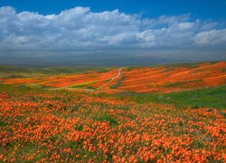 Stany Zjednoczone, Kalifornia, Dolina, Antelope Valley, Łąka, Kwiaty, Pozłotki, Maczki kalifornijskie, Niebo, Chmury