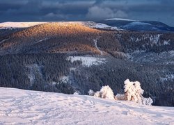 Zima, Góry, Lasy, Ośnieżone, Rośliny, Chmury