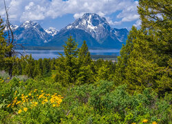 Góry, Drzewa, Kwiaty, Park Narodowy Grand Teton, Wyoming, Stany Zjednoczone