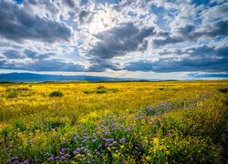 Stany Zjednoczone, Kalifornia, Pomnik Narodowy Równiny Carrizo, Łąka, Kwiaty, Promienie słoneczne, Chmury