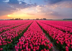 Chmury nad plantacją różowych tulipanów
