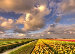 Chmury, Plantacja, Kwiaty, Tulipany, Rzeka, Pola Farmy i pola
