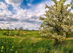 Chmury nad polami i łąkami z kwitnącym drzewem