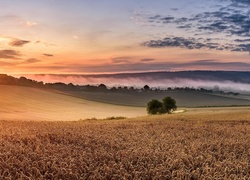 Pole, Zboże, Mgła, Drzewa