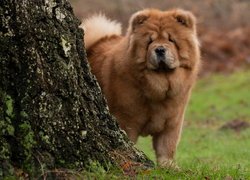 Chow chow przy pniu drzewa