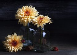 Kwiaty, Chryzantemy, Butelki