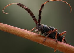 Owad, Chrząszcz, Cribragapanthia scutellata, Makro