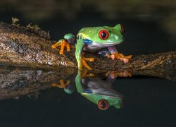 Żaba, Chwytnica kolorowa, Woda, Odbicie