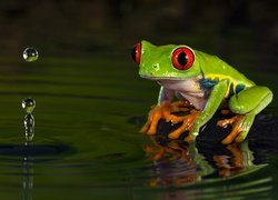 Żaba, Chwytnica kolorowa, Woda, Krople