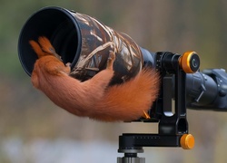 Wiewiórka, Obiektyw, Aparat fotograficzny