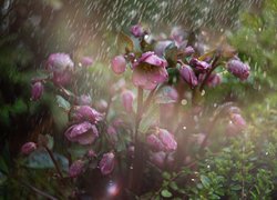 Kwiaty, Ciemiernik, Deszcz