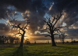 Ciemne chmury nad bezlistnymi drzewami na łące