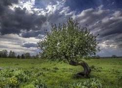 Ciemne, Chmury, Łąka, Drzewo