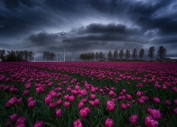 Ciemne chmury nad polem tulipanów w holenderskiej wsi Creil