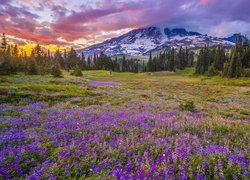 Ciemne chmury nad stratowulkanem Mount Rainier i łąką