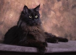 Ciemnobrązowy, Kot, Maine coon