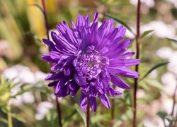 Fioletowy, Kwiat, Aster