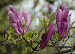 Ciemnoróżowe kwiaty magnolii z listkami