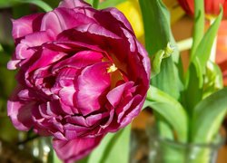 Kwiat, Ciemnoróżowy, Tulipan
