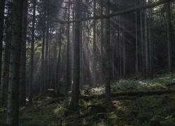 Ciemny las oświetlany przebijającym światłem