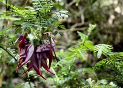 Bordowe, Egzotyczne, Kwiaty, Clianthus, Liście