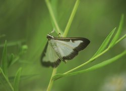 Ćma bukszpanowa, Motyl