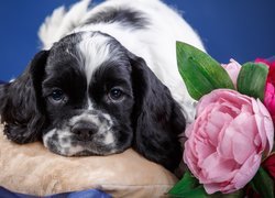 Cocker spaniel amerykański na poduszce