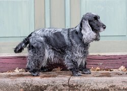 Pies, Cocker spaniel angielski, Maść, Blue roan