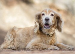 Cocker spaniel angielski na rozmytym tle