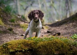 Pies, Cocker spaniel angielski, Skarpa, Rośliny