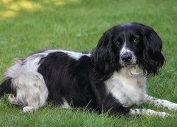 Cocker spaniel angielski na trawniku