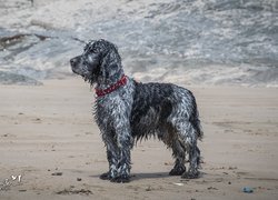 Cocker spaniel angielski o umaszczeniu blue roan