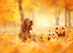 Cocker spaniel angielski obok halloweenowych dyń