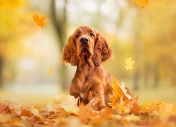 Cocker spaniel angielski pośród spadających liści