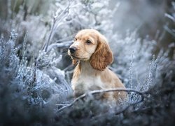 Cocker spaniel angielski w oszronionych roślinach